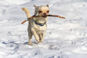 be sure to exercise your dog in cold weather