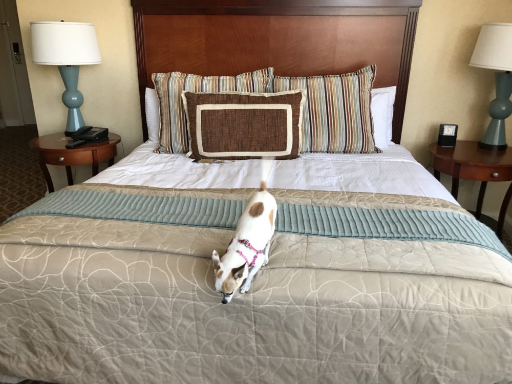 travel with pets Chihuahua jumping off bed in hotel