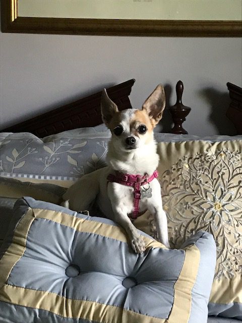 travel with pets cute Chihuahua on bed in hotel
