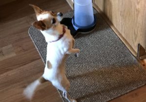 dog food ingredients, chihuahua standing on back legs with tail wagging