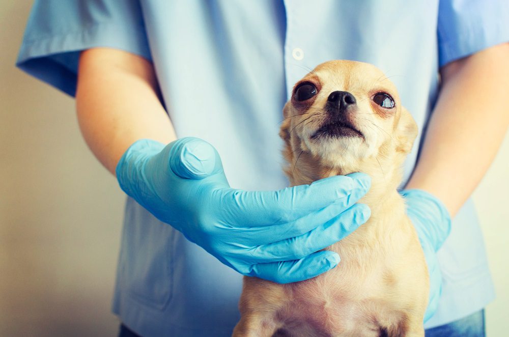 How to know if you should take your dog to the vet