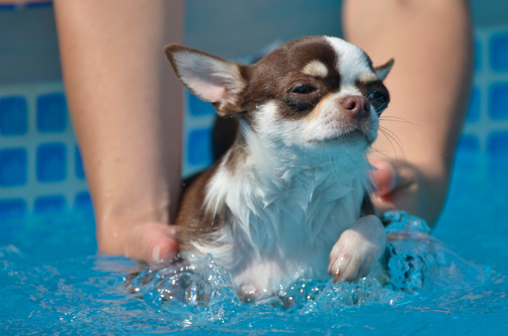 chihuahua receiving hydrotherapy