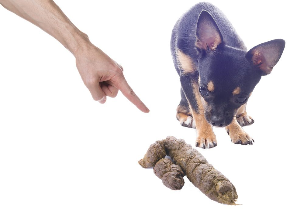 a chihuahua cowering with finger pointing at poop. teach your chihuahua to be a well-mannered chihuahua