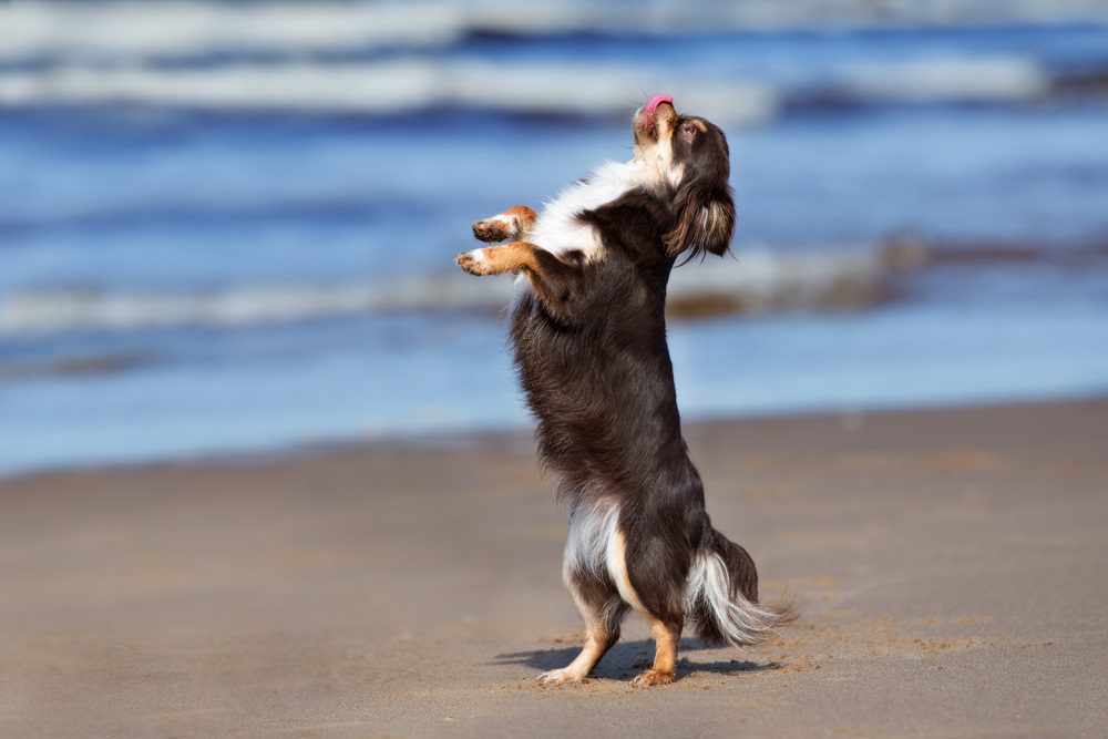 chihuahua standing on a beach in front of the water with tongue touching nose