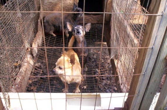 puppy mill and their horrific conditions