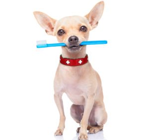 gum disease in chihuahuas brush teeth to prevent