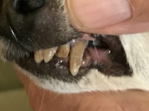 34 Best Images Cat Has Bad Breath And Red Gums / What Causes Cat Gum Disease?