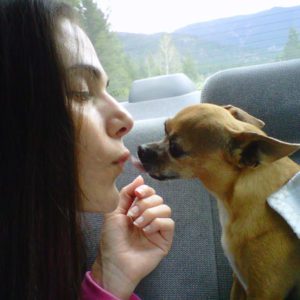 gum disease in chihuahuas and why so common