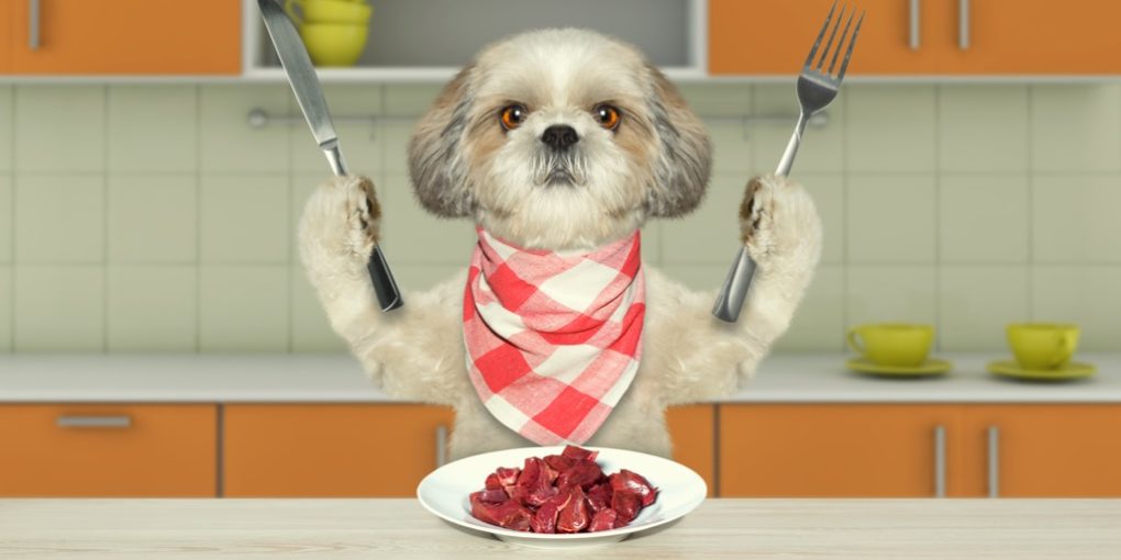 is a raw dog food diet right for your dog?
