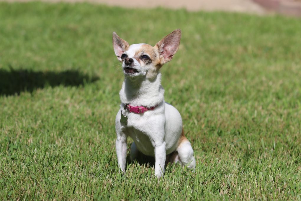 Chihuahua that has an enlarged heart