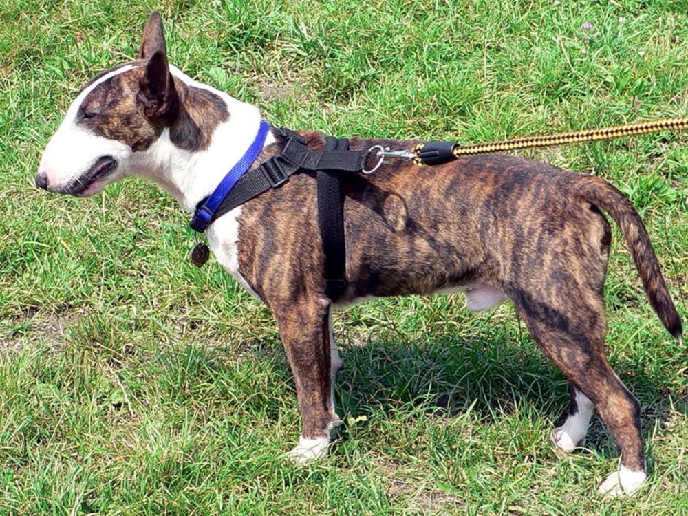 Side view of a black on brown brindle bull terrier with white neck, feet, and muzzle standing in grass