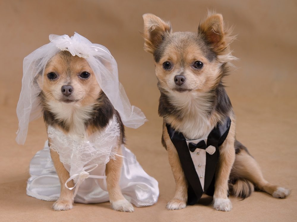 male or female chihuahua both dressed as bride and groom