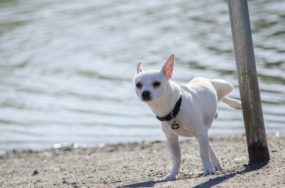 male or female chihuahua, male hiking leg peeing