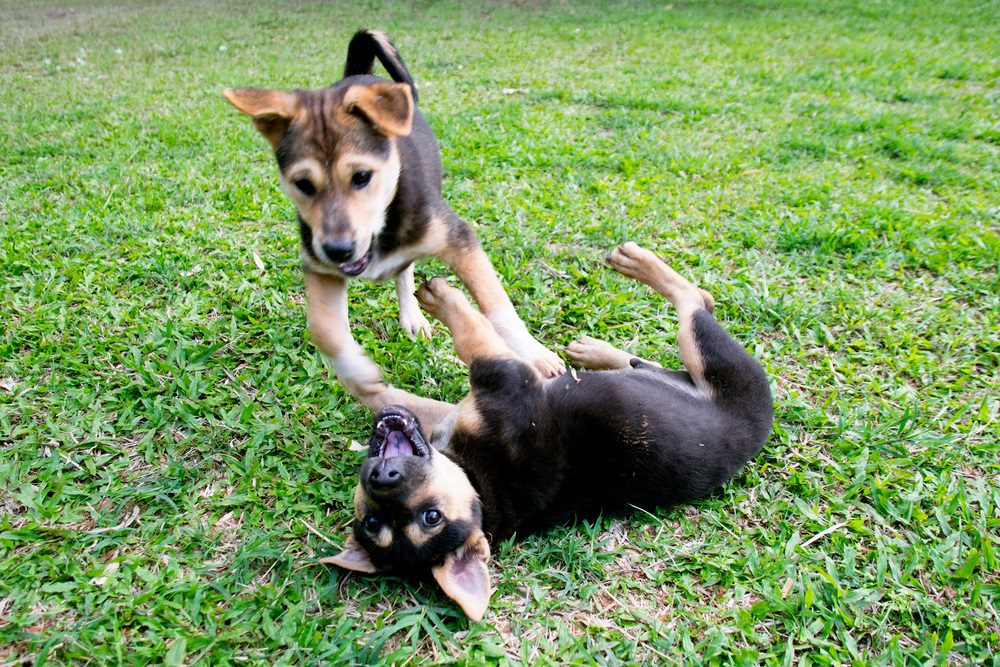 male or female chihuahua two playing in grass