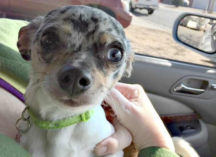 Parvo, person holding chi puppy in car
