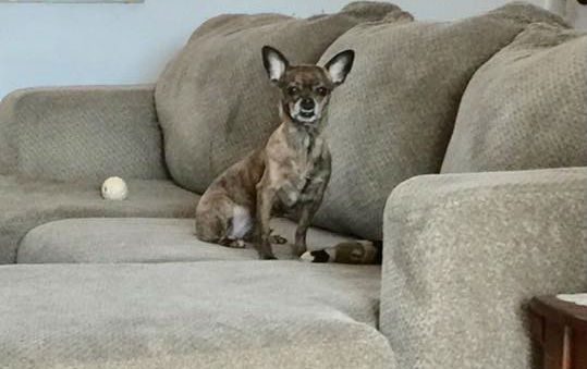 A brindle Chihuahua sitting on a sectional couch