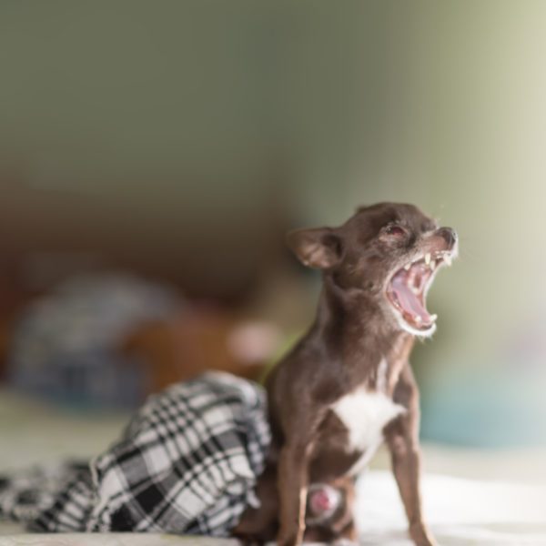 Beautiful Can Chihuahua Be A Service Dog Picture Art Beautiful Can Chihuahua Be A Service Dog Picture Art
