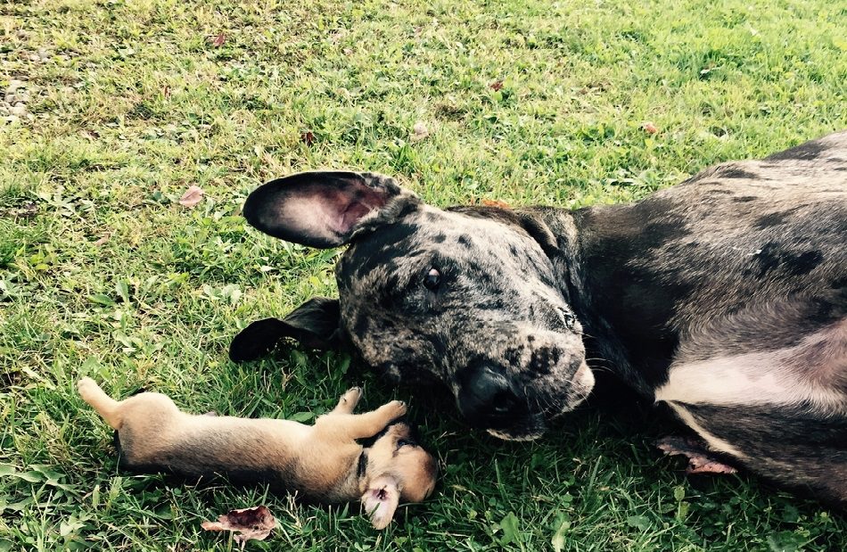 little dog syndrome, chihuahua and great dane making friends