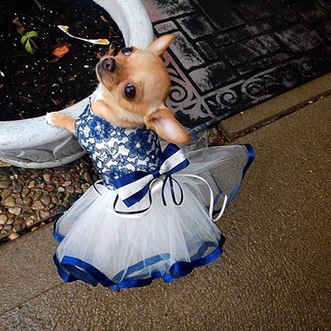 clothes on dogs, beautiful blue frilly dress on a chihuahua