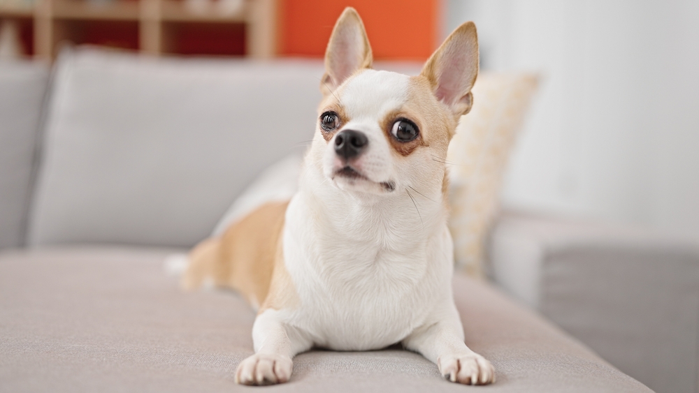 cancer in dogs, tan and white dog on couch looking quizzical