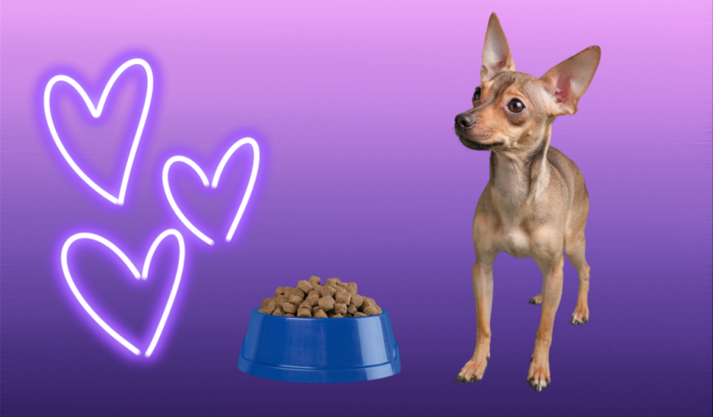 dear head brown chihuahua with full bowl of kibble with purple background and glowing hearts