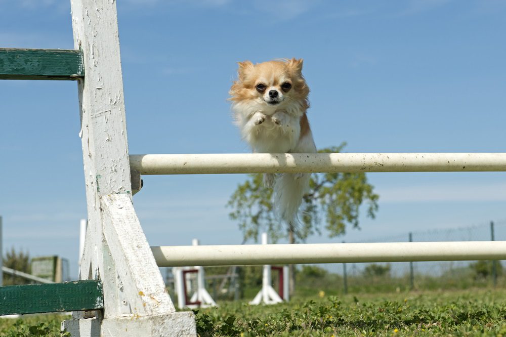 dog training methods, chihuahua jumping over bars in agility training