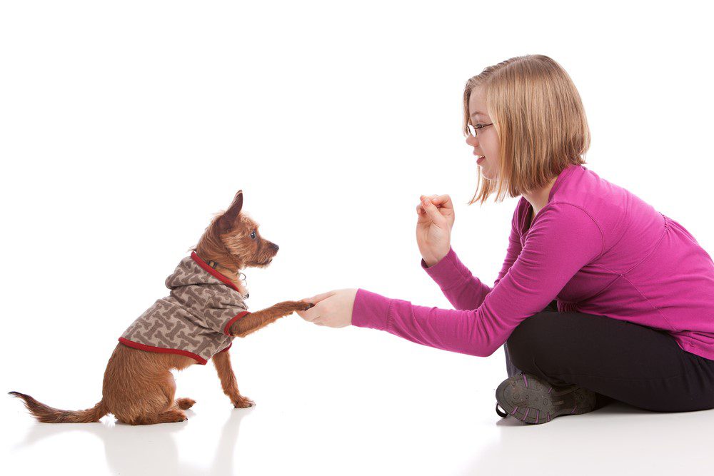 dog training methods, girl shaking dog's paw while holding a treat in other hand