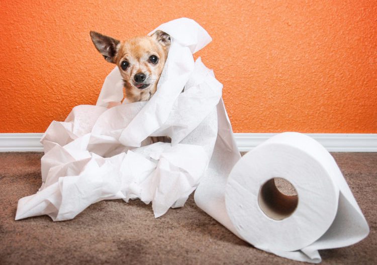 scent games, chihuahua wrapped in toilet paper from a roll