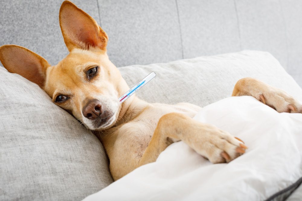 parainfluenze chihuahua sick in bed with thermometer