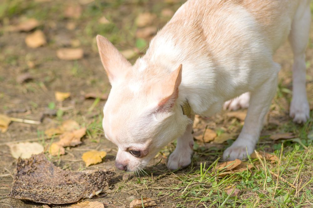 scent games, chihuahua with nose to ground