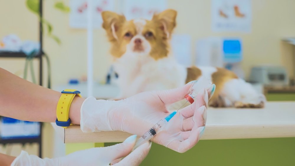 Parainfluenza, preparing vaccine to give to a dog