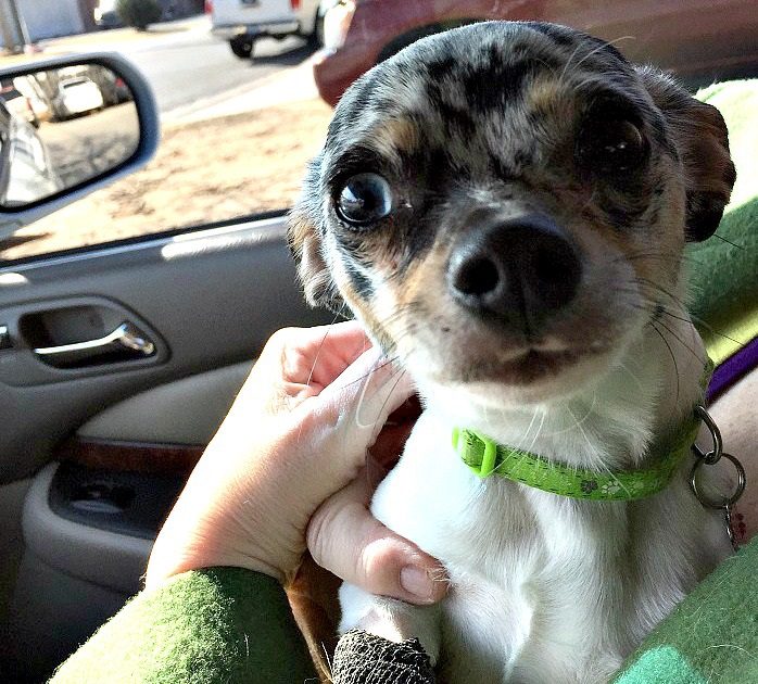 chihuahua health, a blue merle chihuahua