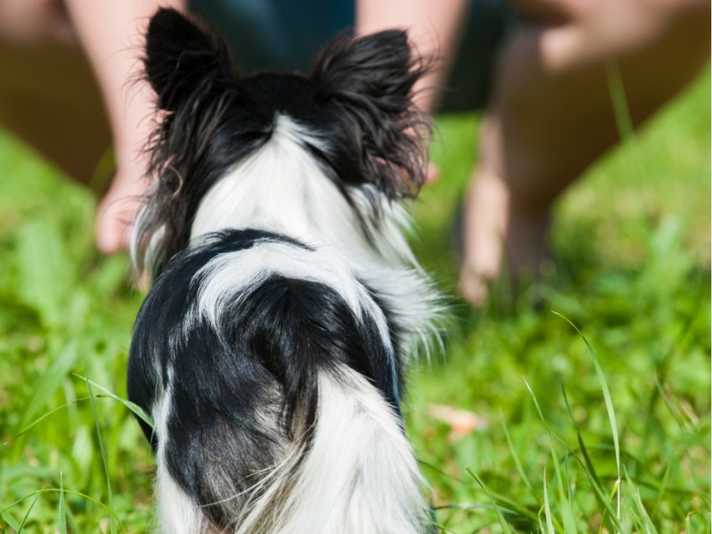 dog training, a black and white chihuahua on grass 