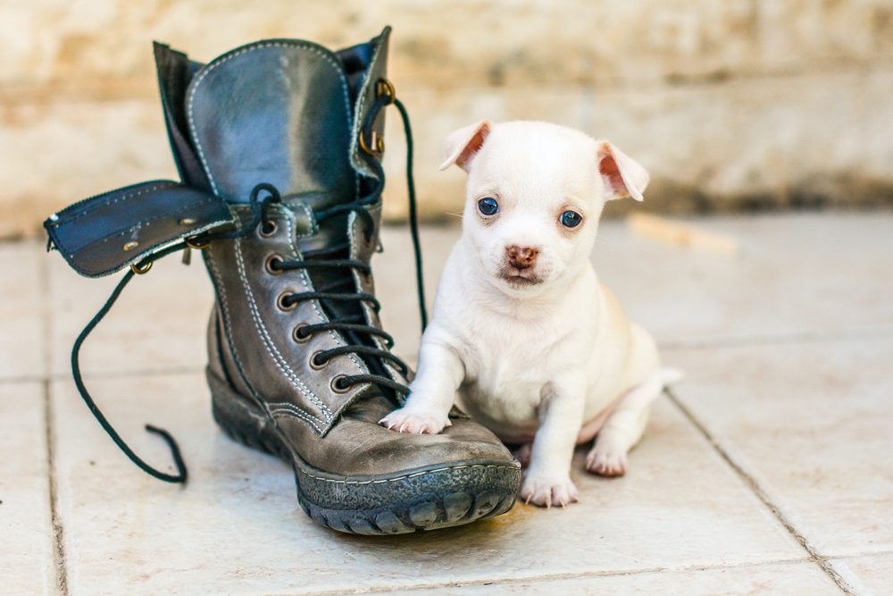 stop destructive chewing, a cute white chihuahua puppy with paw on a boot that is bigger than he is