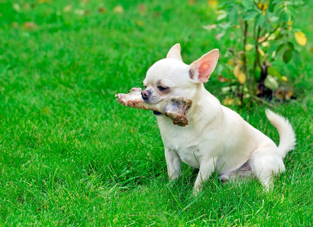 chihuahua destructive chewing