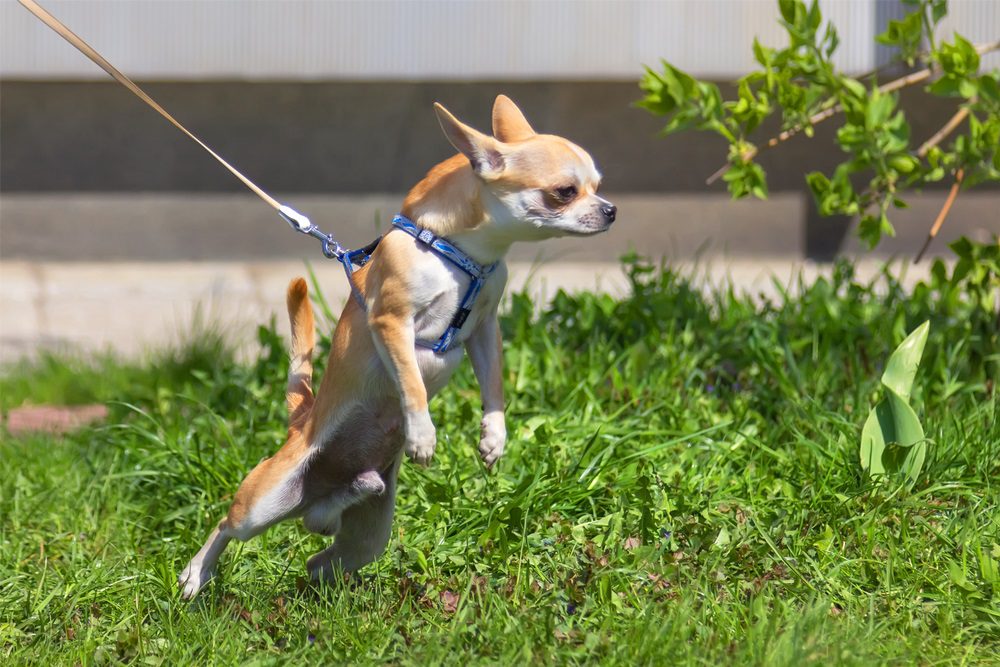 leash training, chihuahua pulling on leash when wearing a harness.