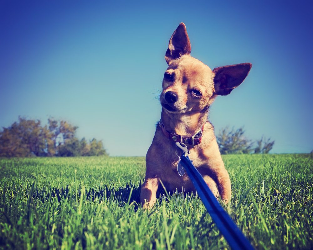 harness, dog harness, not a dog collar, chihuahua on leash attached to collar