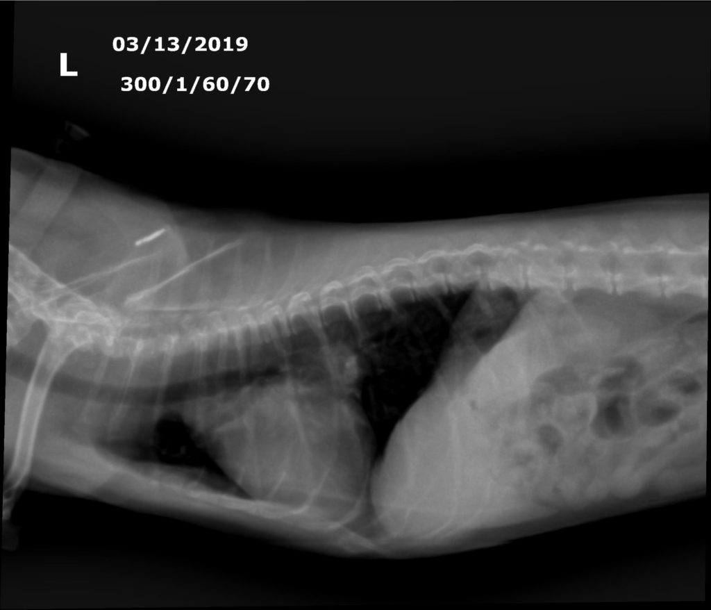 heart disease, xray of an enlarged heart in a Chihuahua