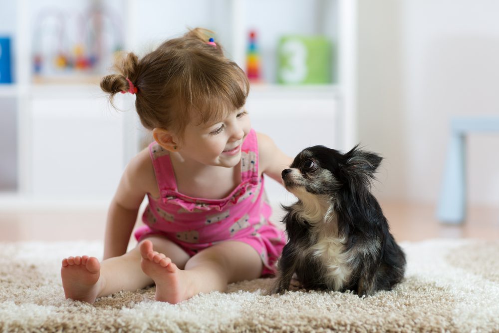 children and chihuahuas, are chihuahua good pets for children