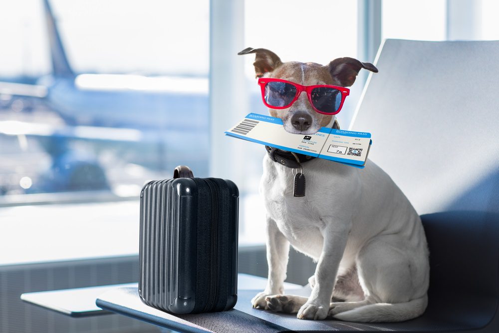 anderson travel chihuahua