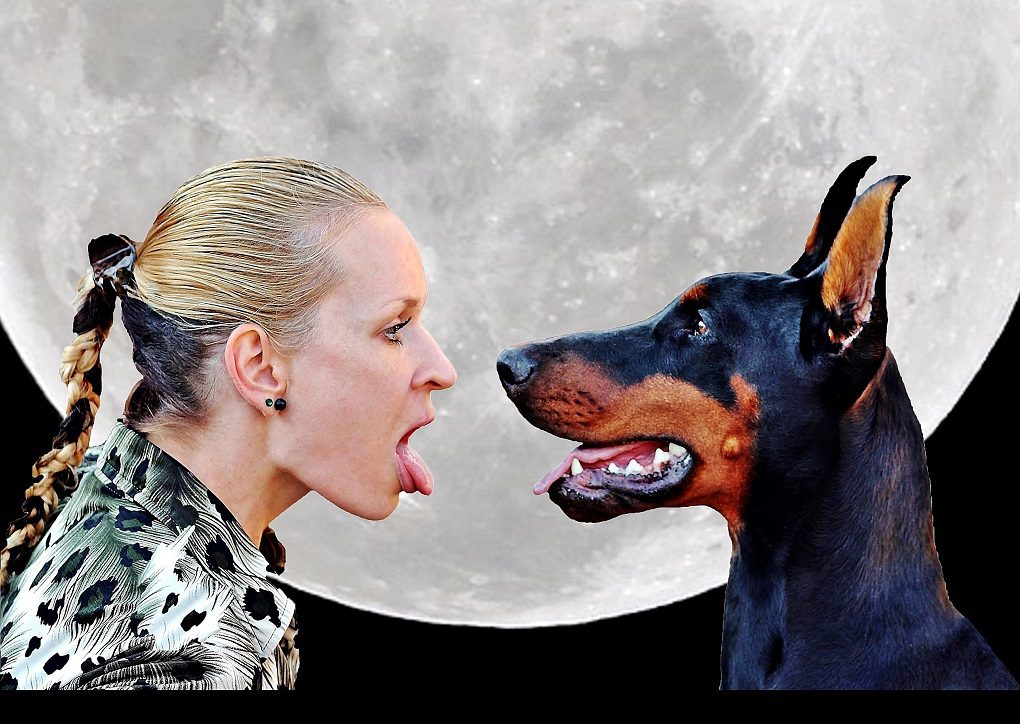 chihuahua aggression doberman and woman, moon