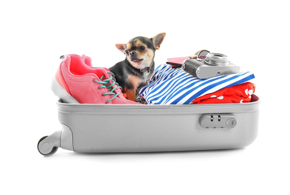 traveling with a chihuahua