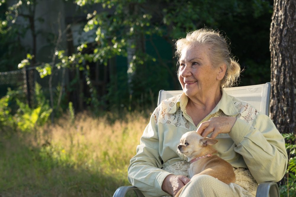 jealousy, fawn chihuahua sitting on an older woman's lap in a garden setting