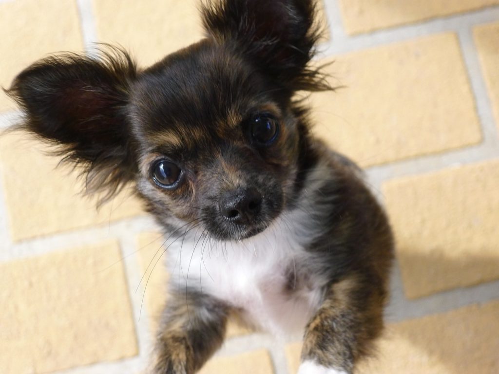 chihuahua puppy near me