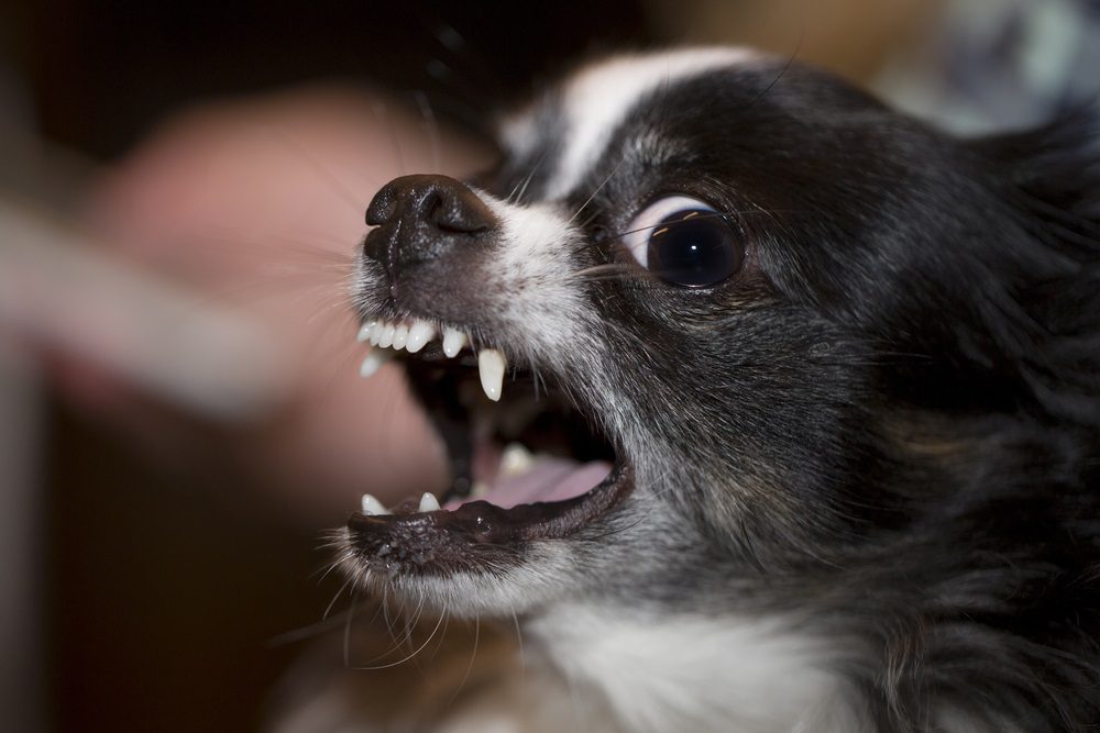 jealousy, Chihuahua looking mean and showing his teeth