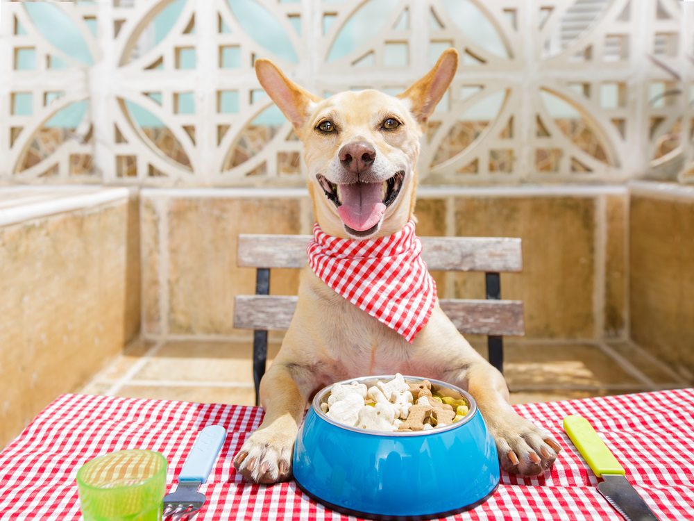 dog food recipes
