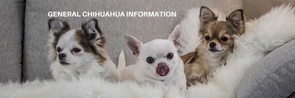 general chihuahua information