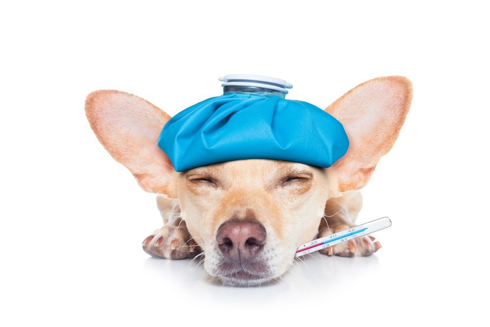 treat common dog ailments, dog pain