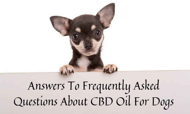 hemp oil for dogs