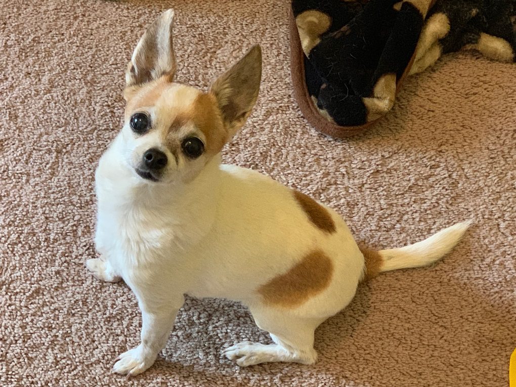 pebbles, white and fawn short haired chihuahua sitting and looking at the camera